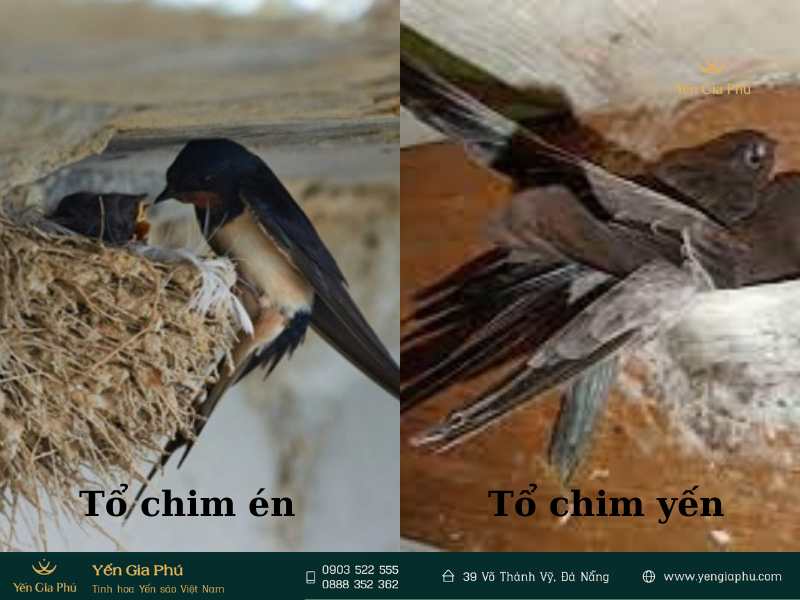 4 điểm khác biệt giữa chim yến và chim én
