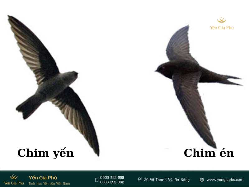 4 điểm khác biệt giữa chim yến và chim én